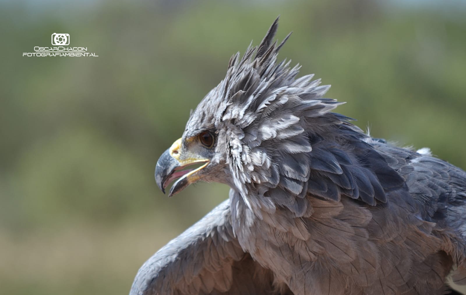 Lavalle celebra la semana de la conservación del águila coronadaEl  Despertador Web